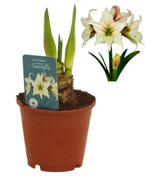 <h4>Hippeastrum Magic Green excusief</h4>