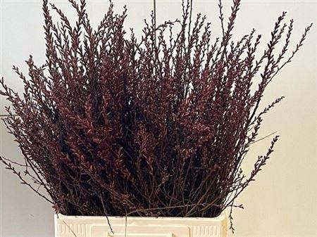 <h4>Myrica Gale</h4>