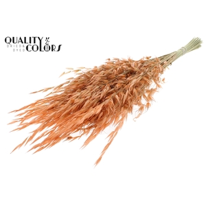 Avena Wild per bunch Frosted Salmon
