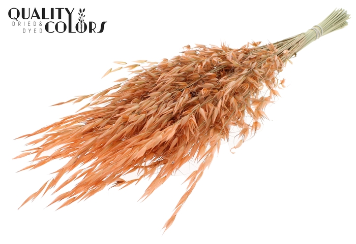 <h4>Avena Wild per bunch Frosted Salmon</h4>