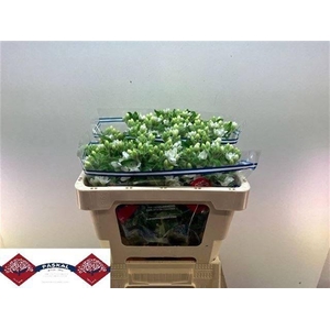 OXY CO PERF WHI HARM