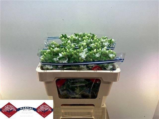 <h4>OXY CO PERF WHI HARM</h4>