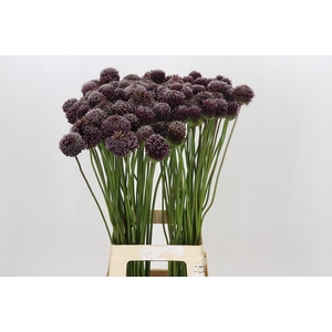Allium  'Forelock'