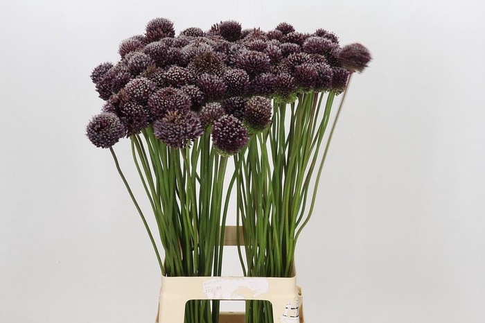 <h4>Allium  'Forelock'</h4>