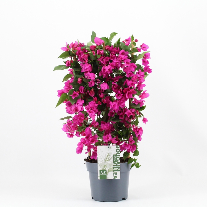 <h4>Bougainvillea 'Sanderiana' Renate sur echelle violet</h4>