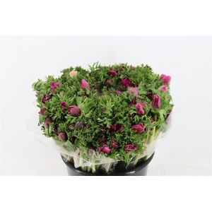 Anem Marianne Orchid