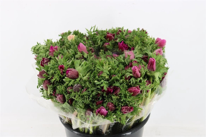 <h4>Anem Marianne Orchid</h4>