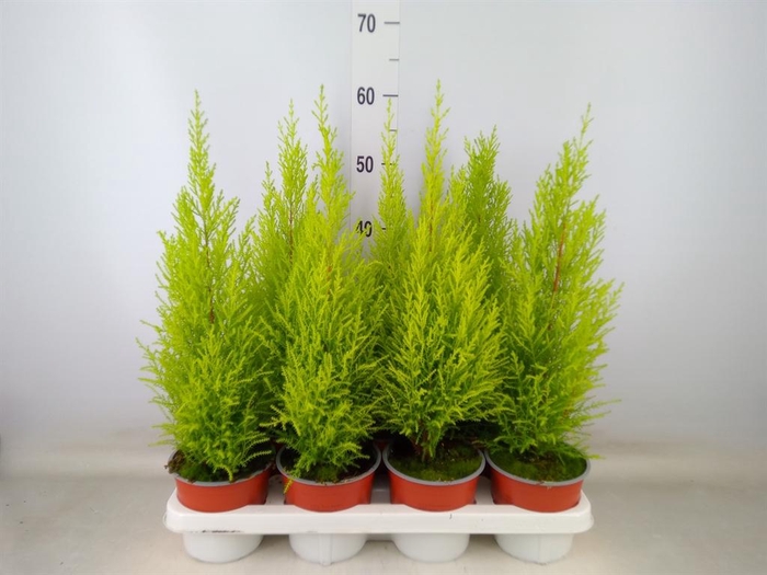 <h4>Cupressus macro. 'Goldcrest Wilma'</h4>