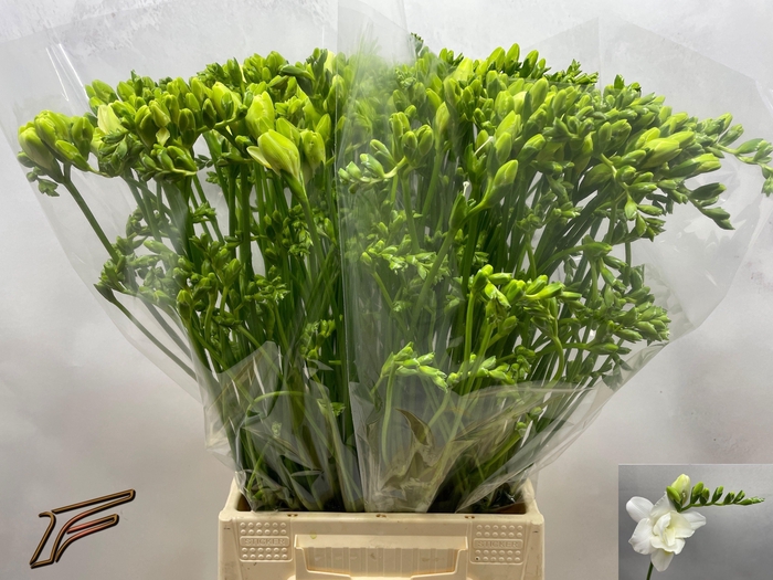 <h4>FR DU VOLANTE</h4>