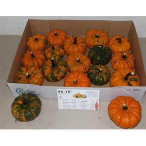 Cuc P Jack Be Little