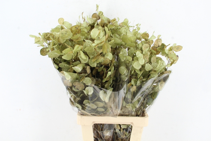 <h4>DF Lunaria Bs Green</h4>