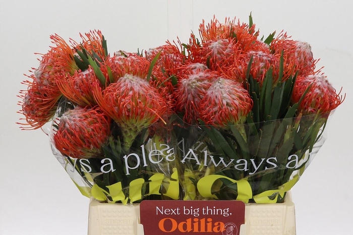 <h4>LEUCO CO TANGO</h4>