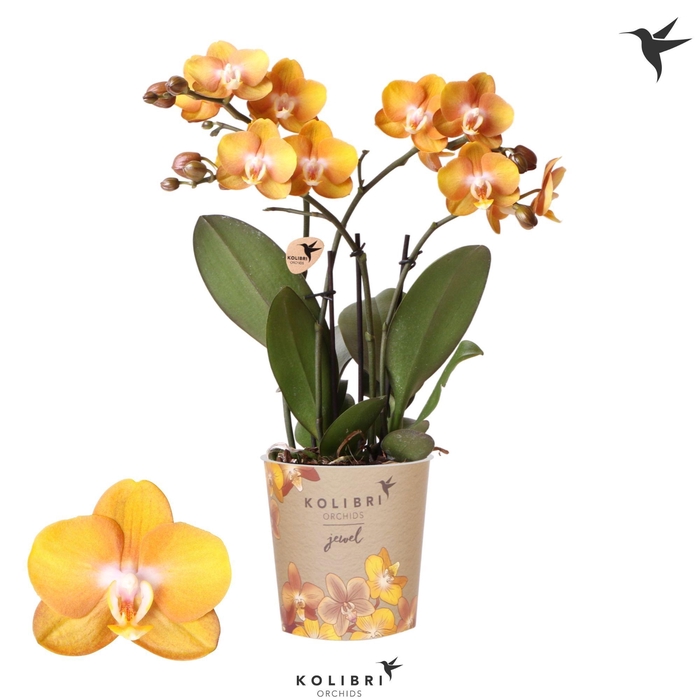 <h4>Kolibri Orchids Phalaenopsis Jewel Las Vegas 4 spike</h4>
