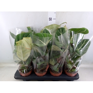 Philodendron gloriosum