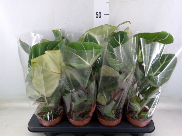 <h4>Philodendron gloriosum</h4>
