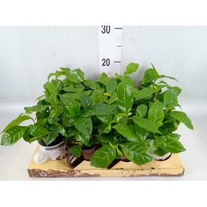 Coffea arabica
