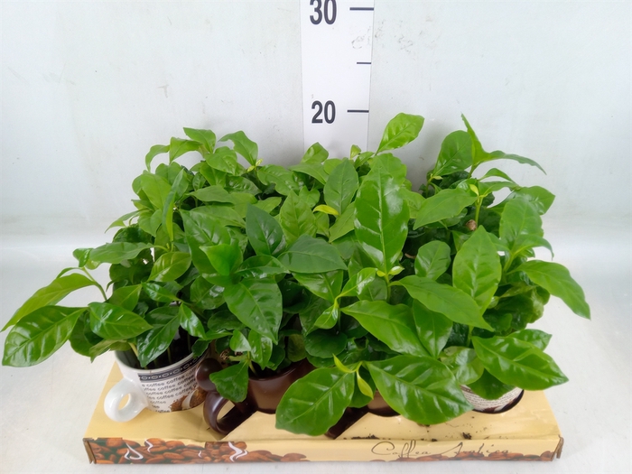 <h4>Coffea arabica</h4>