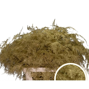 Asparagus L.Getopt Goud X50