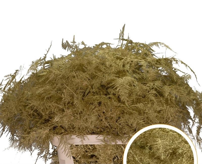 <h4>Asparagus L.Getopt Goud X50</h4>