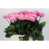 Dahlia Wizard of Oz