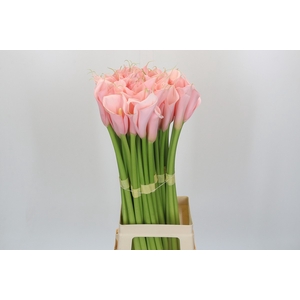 Zantedeschia Eydolls Pink
