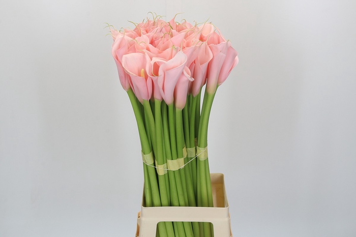 Zantedeschia Eydolls Pink