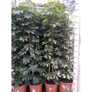 Schefflera arbor. 'Gold Capella'