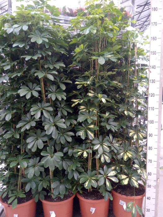 <h4>Schefflera arbor. 'Gold Capella'</h4>