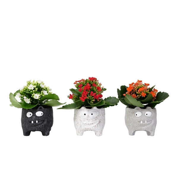 <h4>Monster Cat with Kalanchoe</h4>