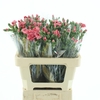 Di Tr Simply Pink Extra