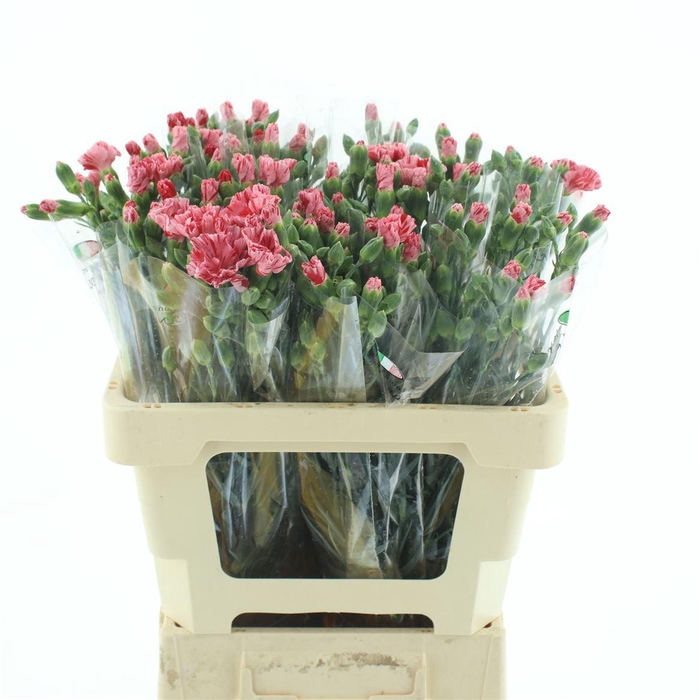Di Tr Simply Pink Extra