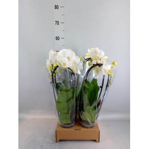 Phalaenopsis  'Elegant Cascade'
