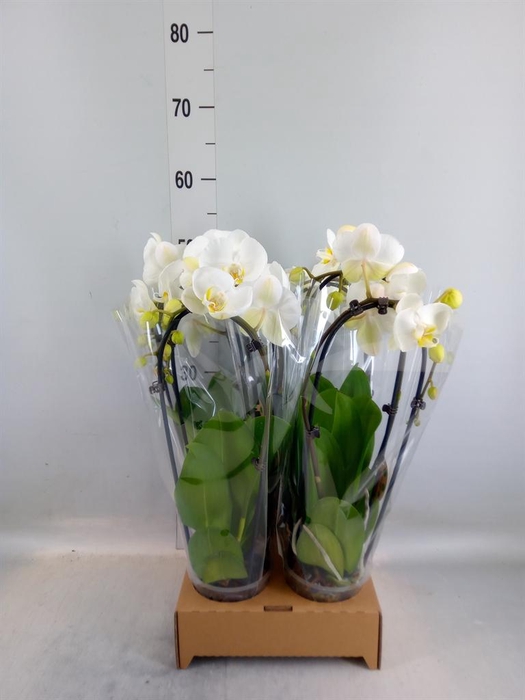 <h4>Phalaenopsis  'Elegant Cascade'</h4>