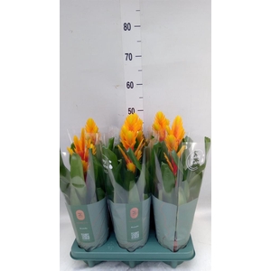 Vriesea  'Intenso Flame'