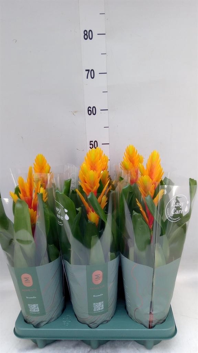 <h4>Vriesea  'Intenso Flame'</h4>