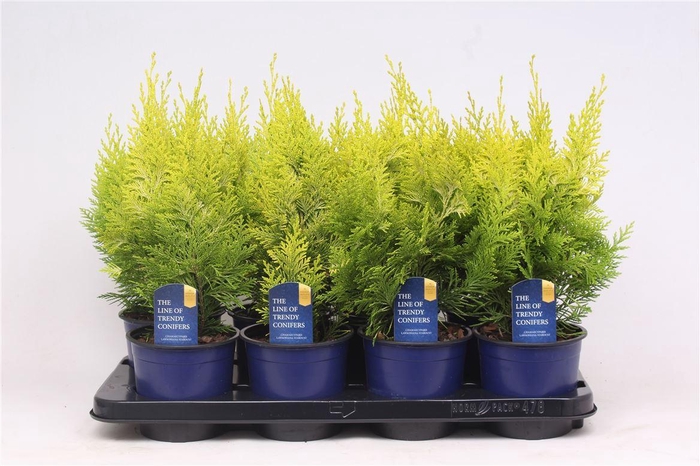 <h4>Cham Law Ivonne</h4>