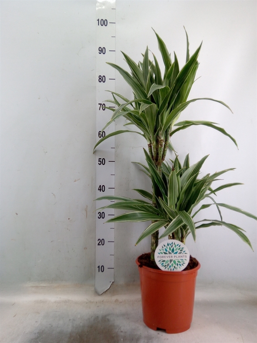 <h4>Dracaena fr de 'Warneckei'</h4>