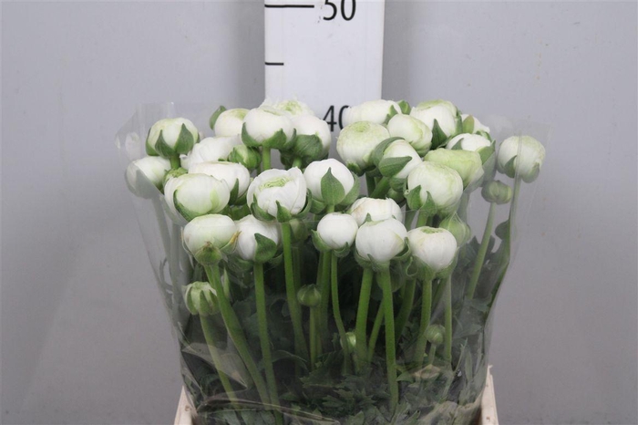 <h4>Ran Aazur White</h4>