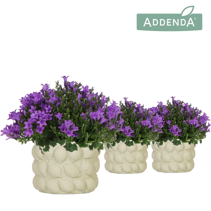 <h4>Campanula Addenda Ambella Intense purple in Citrus pot green</h4>
