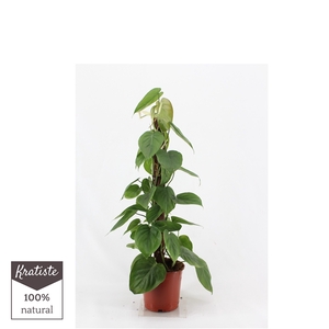 Philodendron scandens Kratiste 80 klimstok