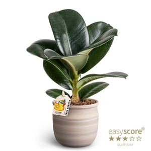 FICUS ELASTICA p10 Maceta Ficus Sofia