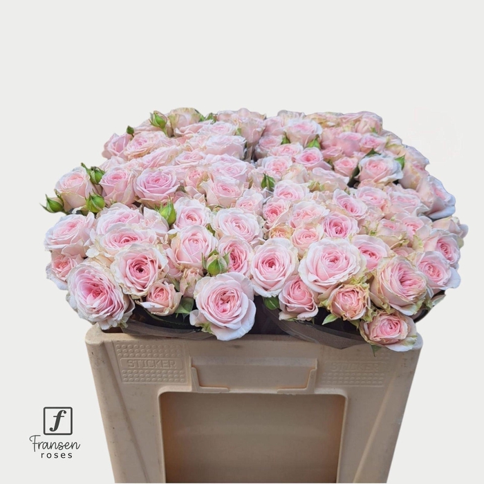 <h4>Rosa TR 'Loves Me Fatal Attraction'</h4>