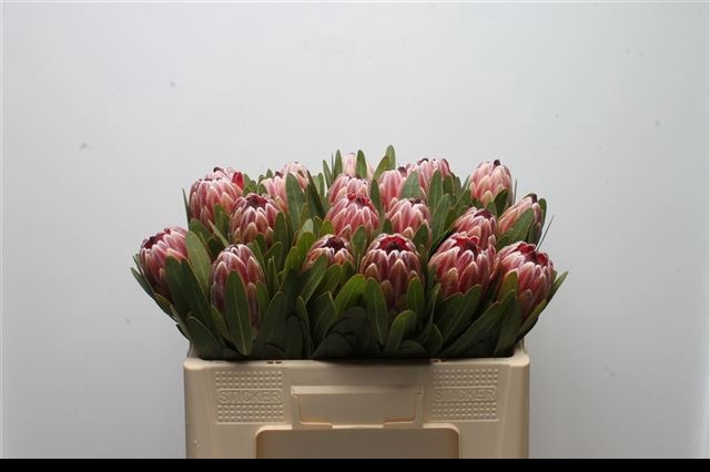 PROTEA PINK ICE