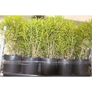 CROTON BRASILEIRINHO P24