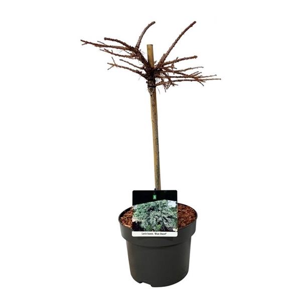 <h4>Larix kaempf. 'Blue Dwarf'</h4>