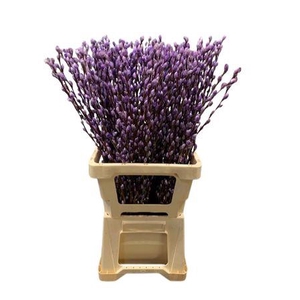 Salix Wilgenkatjes Milka