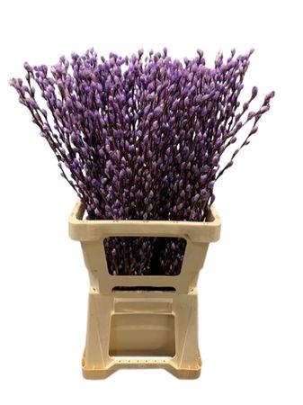 <h4>Salix Wilgenkatjes Milka</h4>
