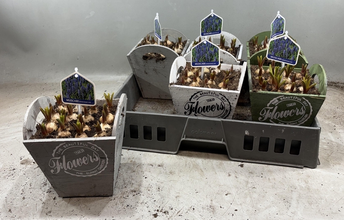 <h4>ARR MUSCARI</h4>