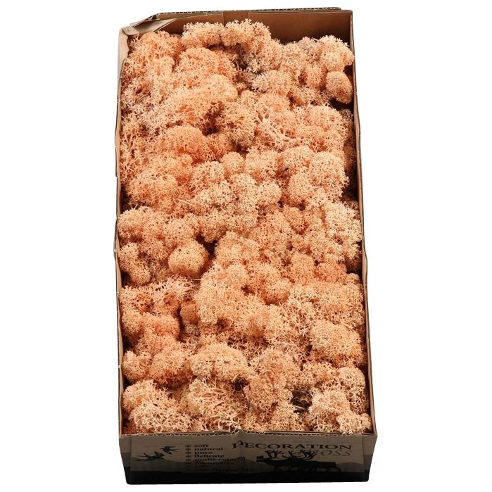<h4>Ijslandmos (reindeer) Peach</h4>