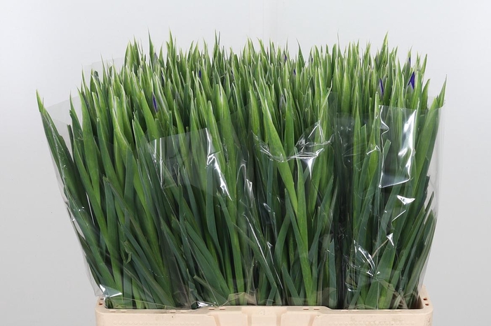 <h4>Iris Blue Magic</h4>